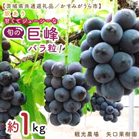 【ふるさと納税】8月より順次発送 数量限定 訳あり バラ粒 箱込み1kg 甘くてジューシーな旬の巨峰（茨城県共通返礼品／かすみがうら市）果物 くだもの フルーツ 巨峰 きょほう バラ粒 わけあり 先行予約 産地直送 茨城県 水戸市（FW-17）