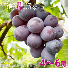 【ふるさと納税】【先行予約】【期間限定】巨峰 約1.5kg（ 種あり ）【茨城県共通返礼品/石岡市】(IU-1)