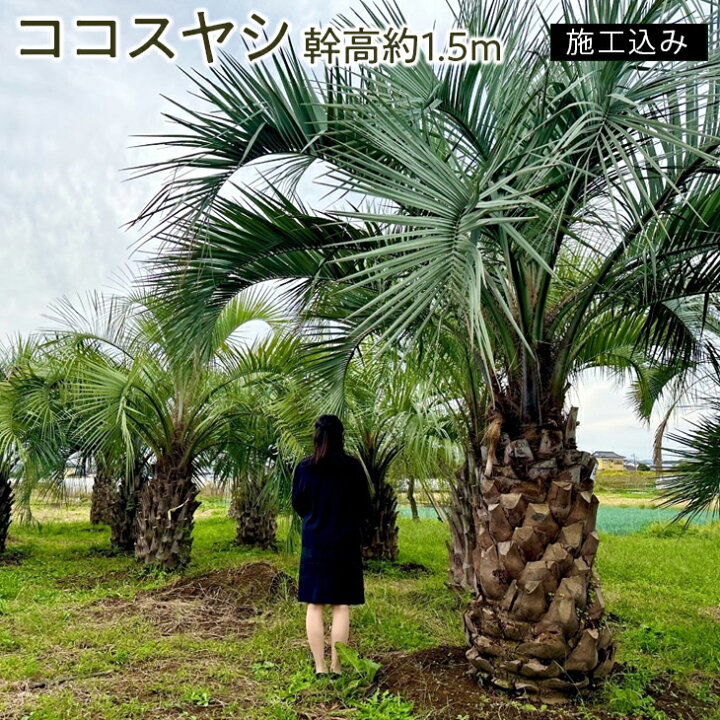 楽天市場】【ふるさと納税】ココスヤシ 幹高約1.5m【施工込み】【ヤシ 