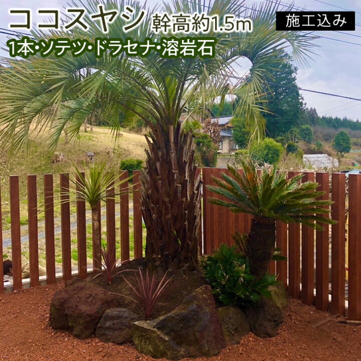 楽天市場】【ふるさと納税】ココスヤシ 幹高約1.5m1本・ソテツ 
