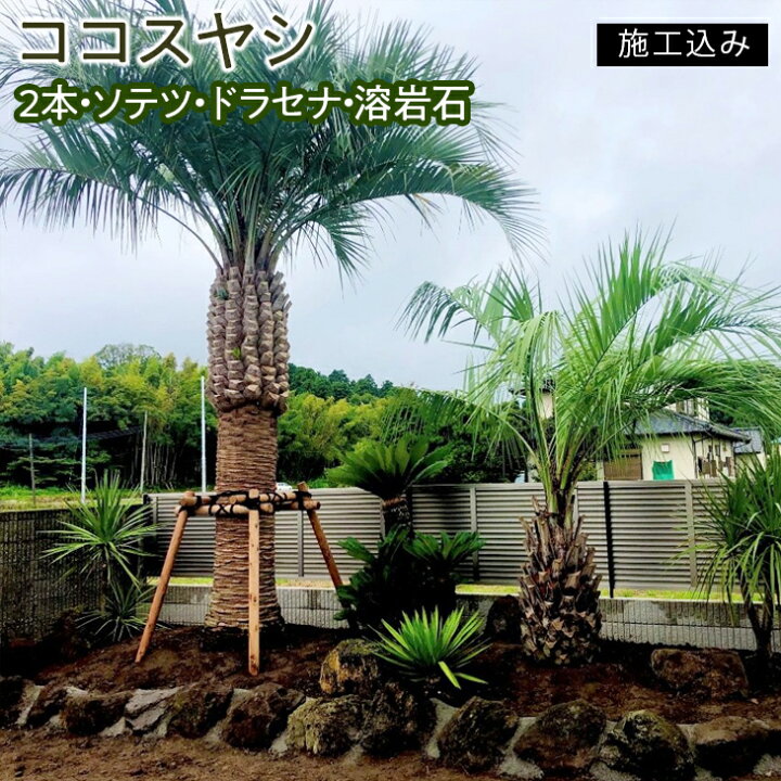 楽天市場】【ふるさと納税】ココスヤシ 2本・ソテツ・ドラセナ・溶岩 