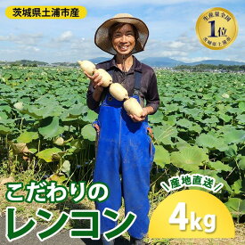 【ふるさと納税】こだわりのレンコン4kg ｜ ギフト 産地直送 茨城県 土浦市産 れんこん 蓮根 シャキシャキ 甘み 送料無料 ※離島への配送不可 ※2025年9月上旬頃より順次発送予定