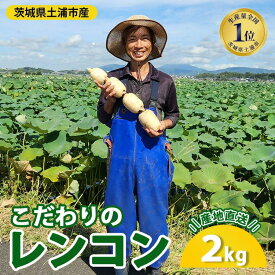 【ふるさと納税】こだわりのレンコン2kg | ギフト 産地直送 茨城県 土浦市産 れんこん 蓮根 シャキシャキ 甘み 送料無料 ※2026年9月～発送