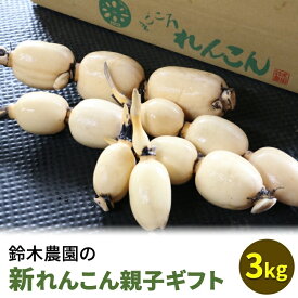 【ふるさと納税】鈴木農園の新れんこん親子ギフト 3kg ※離島への配送不可 ※2025年11月上旬～12月中旬頃に順次発送予定