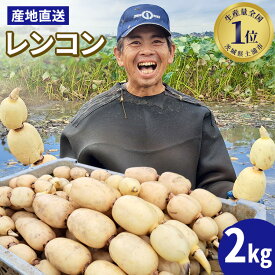 【ふるさと納税】【先行予約】レンコン 2kg【新れんこん】 ◇ ｜ 収穫仕立て 産地直送 れんこん 蓮根 蓮 甘み シャキシャキ 茨城県 土浦市産 ※離島への配送不可 ※2025年9月上旬頃より順次発送予定