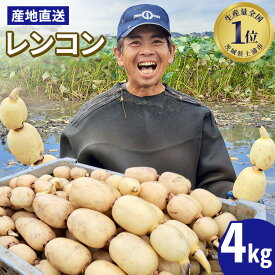 【ふるさと納税】【先行予約】レンコン 4kg【新れんこん】 ◇ ｜ 収穫仕立て 産地直送 れんこん 蓮根 蓮 甘み シャキシャキ 茨城県 土浦市産 ※離島への配送不可 ※2025年9月上旬頃より順次発送予定