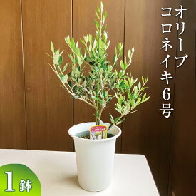 【ふるさと納税】オリーブ コロネイキ6号 ※離島への配送不可| 観葉植物 植物 グリーン オリーブの木 コロネイキ 室内 苗 鉢植え シンボルツリー ギフト 贈答 贈り物 プレゼント お中元 お歳暮 直送 農家直送 茨城県 古河市 送料無料 お祝 ご褒美 記念日 景品 _BZ09