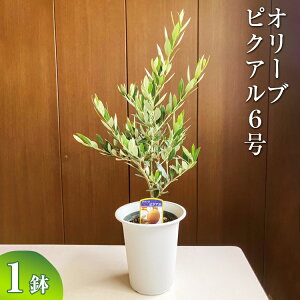 yӂ邳Ɣ[ŁzI[u sNA6 ւ̔zs| ϗtA A O[ I[u̖ sNA  c A V{c[ Mtg  蕨 v[g  Ε 