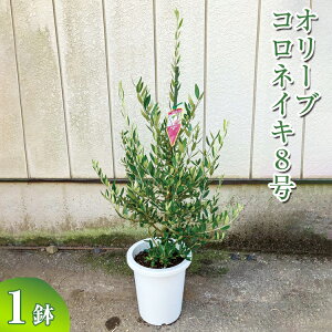 yӂ邳Ɣ[ŁzI[u RlCL8 ւ̔zs| ϗtA A O[ I[u̖ RlCL  c A V{c[ Mtg  蕨 v[g  