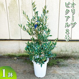 【ふるさと納税】オリーブ ピクアル8号 ※離島への配送不可 観葉植物 植物 グリーン オリーブの木 ピクアル 室内 苗 鉢植え シンボルツリー ギフト 贈答 贈り物 プレゼント お中元 お歳暮 直送 農家直送 茨城県 古河市 送料無料 お祝 ご褒美 記念日 景品 _BZ18