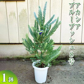 【ふるさと納税】アカシア　ブルーブッシュ8号 ※離島への配送不可| 観葉植物 植物 グリーン アカシアの木 ブルーブッシュ 室内 苗 鉢植え シンボルツリー ギフト 贈答 贈り物 プレゼント お中元 お歳暮 直送 農家直送 茨城県 古河市 送料無料 お祝 記念日 景品 樹木 _BZ19