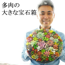 【ふるさと納税】多肉植物の寄せ植え 9号鉢 | 観葉植物 植物 グリーン 多肉 寄せ植え 室内 鉢植え ギフト 贈答 贈り物 プレゼント お祝い 直送 農家直送 茨城県 古河市 送料無料 ご褒美 記念日 景品 鑑賞 手入れ 創作 アレンジ _FC01