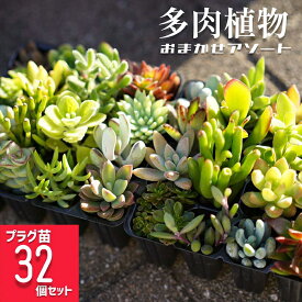 【ふるさと納税】多肉植物 おまかせアソート 32苗セット | 観葉植物 植物 グリーン 多肉 鉢植え ギフト 贈答 贈り物 直送 農家直送 茨城県 古河市 送料無料 お祝 ご褒美 プレゼント 記念日 景品 創作 鑑賞 アレンジ 手入れ _FC04