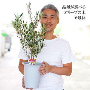 yӂ邳Ɣ[ŁzI[u̖ 6 V{c[ ւ̔zs| ϗtA A O[ I[u̖ RlCL  c A V{c[ Mtg  蕨 v[g 