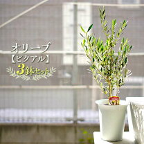 楽天市場】オリーブの木 ピクアルの通販