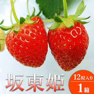 yӂ邳Ɣ[ŁzⓌP 12×1 2025N12{`2026N2{ɏ\ kCEEւ̔zsb   C`S ⓌP ʕ t[c { ⓌY ܂ Â 