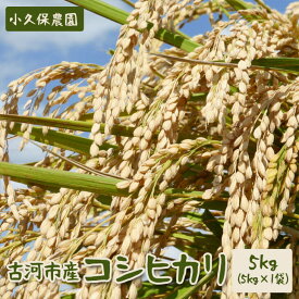 【ふるさと納税】【令和7年産】古河市産 コシヒカリ5kg【小久保農園】| こめ 米 コメ 白米 精米 ご飯 単一米 国産 ギフト 贈答 贈り物 お祝 ご褒美 プレゼント _AS01