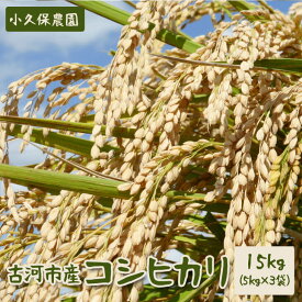 【ふるさと納税】【令和7年産】古河市産 コシヒカリ15kg【小久保農園】 | ふるさと納税 米 茨城県 こめ 米 コメ ご飯 白米 単一米 国産 古河市 茨城県産 ギフト 贈答 贈り物 プレゼント お祝 記念品 景品 _AS03