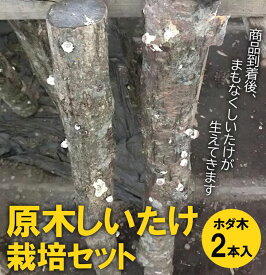 【ふるさと納税】原木しいたけ栽培セット・ホダ木2本入り ※離島への配送不可 _DR04