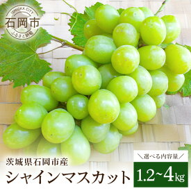 【ふるさと納税】【 2026年 先行予約 】 シャインマスカット 1.2kg 2kg 4kg 開田ぶどう園 ぶどう ブドウ 国産 果物 くだもの 葡萄 フルーツ 2キロ 甘い 糖度 高い 9月 10月 発送 秋 旬 品種 茨城県産 産地直送 産直 農家直送 冷蔵 茨城県 石岡市 (A01-sku-004)