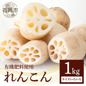 【ふるさと納税】 れんこん 1kg (サイズいろいろ) 蓮根 レンコン 国産 野菜 旬 根菜 料理 産地直送 産直 送料無料 いばらきみどり認定取得 (A23-002)