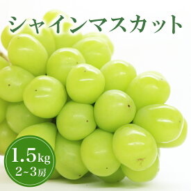 【ふるさと納税】【 2026年 先行予約 】 シャインマスカット 1.2kg 1.5kg 鈴木ぶどう園 2房 2房 〜 3房 ぶどう ブドウ 国産 種なし 果物 くだもの 1.2キロ 種無し 皮ごと食べられる 甘い フルーツ 10月 発送 旬 秋 茨城県産 産地直送 産直 農家直送 冷蔵 茨城県 石岡市