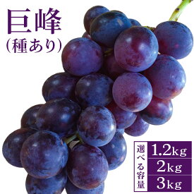 【ふるさと納税】【 2026年 先行予約 】 巨峰 1.2kg 2kg 3kg ( 種あり) 開田ぶどう園 3房 〜 4房 5房 〜 7房 7房 〜 10房 ぶどう ブドウ 国産 果物 くだもの 葡萄 フルーツ 3キロ 8月 下旬 9月 発送 夏 秋 旬 品種 茨城県産 産地直送 産直 農家直送 冷蔵
