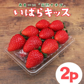 【ふるさと納税】【2026年先行予約】 完熟いちご 「 いばらキッス 」2p 計 540g 完熟 いちご 2パック 甘い 高糖度 春 苺 旬 フルーツ 果物 デザート ギフト 贈答用 国産 朝採れ 新鮮 産地直送 茨城県 石岡市 (A31-005)