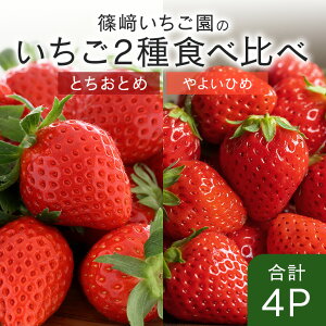 【ふるさと納税】【2026年先行予約】採れたて新鮮いちご 期間限定 数量限定 甘い 大きい イチゴ 春 苺 旬 フルーツ 果物 デザート ギフト 贈答用 国産 採れたて 新鮮 いちご 産地直送 茨城県