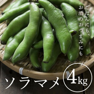 ソラマメ 4kg そら豆 空豆 産地直送 野菜 冷蔵便 ...