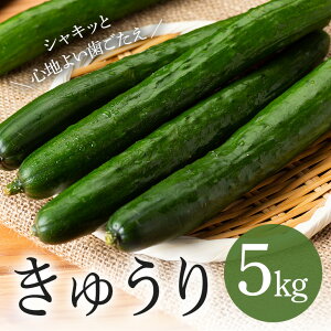 yӂ邳Ɣ[Łz LE 5kg イ ӉZ Ė 퉷 VN Y 錧Y   { Yn _ xW^u O[ T_ {Ђ Ђ ƒp Ɩp tbV 