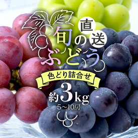【ふるさと納税】【 2026年 先行予約 】 旬のぶどう 色とりどり 詰合せ 約3kg 太郎兵衛果樹園 5房 〜 10房 詰め合わせ 品種 お任せ 食べ比べ セット 果物 くだもの ぶどう ブドウ フルーツ 3キロ 9月 10月 発送 秋 旬 産直 農家直送 茨城県 石岡市 送料無料 (A03-004)