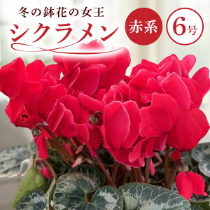 yӂ邳Ɣ[ŁzΉ炿 VN Ԍn 6 NX}X t[ Mtg v[g A  ~  錧 Ήs Y  Yn (F12-001)