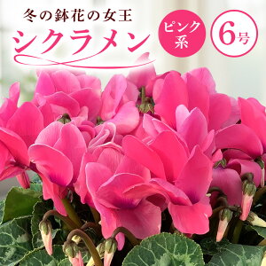 yӂ邳Ɣ[Łz Ή炿 VN sNn 6 NX}X t[ Mtg v[g A  ~  錧 Ήs Y  Yn (F12-002)