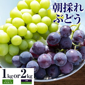 【ふるさと納税】【2025年先行予約】ぶどう 農園直送 朝採れシャインマスカット 2〜3房（1kg以上） シャインマスカット・巨峰詰め合わせ （2kg以上） 果物 ぶどう フルーツ 茨城県産 結城市産 産地直送 《2025年8月下旬-9月下旬頃出荷》 【配送不可地域あり】