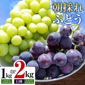 【ふるさと納税】【2025年先行予約】ぶどう 農園直送 朝採れシャインマスカット 2〜3房（1kg以上） シャインマスカット・巨峰詰め合わせ （2kg以上）阿部ぶどう園 果物 ぶどう フルーツ 茨城県産 結城市産 産地直送 《2025年8月下旬-9月下旬頃出荷》 【配送不可地域あり】