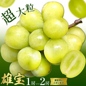 【ふるさと納税】ぶどう 雄宝 1房 2房 贈答用もあり 大粒 種なし 皮ごと フルーツ 果物 ギフト 国産 季節限定 茨城県 結城市 《8月下旬-9月下旬頃出荷》 會澤ぶどう・キウイフルーツ園 【配送不可地域あり】(離島)