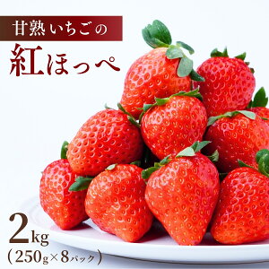【ふるさと納税】甘熟いちごの紅ほっぺ 選べる数量 1kg or 2kg (1パックあたり250g) | いちご 苺 イチゴ 紅ほっぺ べにほっぺ 甘い 完熟 完熟いちご 濃厚 果物 フルーツ おやつ デザート ストロベ