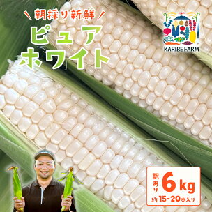 【先行予約】【訳あり】下妻産朝採りとうもろこし（ピュアホワ...