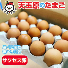 【ふるさと納税】＼選べる個数・回数／【定期便】天王原のたまご サクセス卵 30個 50個 160個 1回〜12回 | たまご 卵 玉子 タマゴ 濃厚 食べ比べ ハリ 弾力 ボリューム 甘味 旨味 卵黄 卵かけご飯 卵焼き 目玉焼き お中元 お歳暮 内祝い 快気祝い