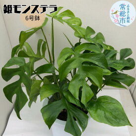 【ふるさと納税】姫モンステラ 6号鉢 お中元 お歳暮 内祝い 快気祝い
