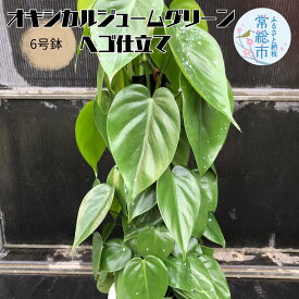 【ふるさと納税】オキシカルジュームグリーン ヘゴ仕立て 6号鉢 お中元 お歳暮 内祝い 快気祝い
