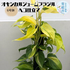 【ふるさと納税】オキシカルジューム ブラジル ヘゴ仕立て 6号鉢 お中元 お歳暮 内祝い 快気祝い