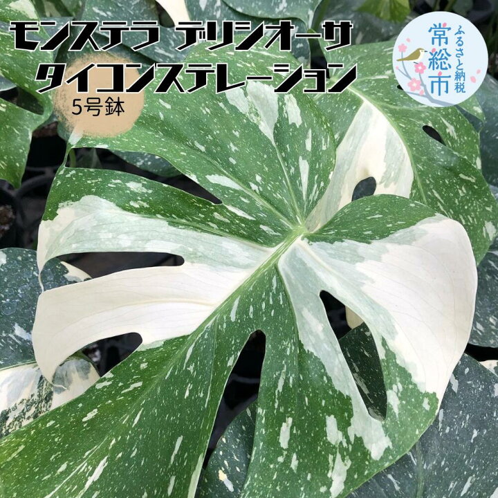 楽天市場】【ふるさと納税】モンステラ デリシオーサ タイコンステ 