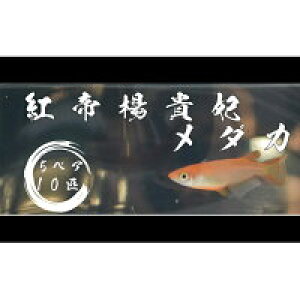 yӂ邳Ɣ[Łz߂̊wZIIgkM܃_J@5yA10C 