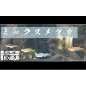 yӂ邳Ɣ[Łz߂̊wZII~bNX_J@5yA10C  ӏ