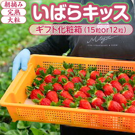 【ふるさと納税】【1月中旬〜4月上旬発送】いばらキッス いちご 朝摘み 完熟 大粒 ギフト化粧箱 15粒or12粒 茨城県常総市産 | 苺 イチゴ ※2026年1月中旬〜4月上旬頃に順次発送予定
