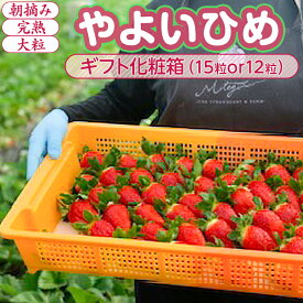 【ふるさと納税】【1月中旬〜4月上旬発送】やよいひめ いちご 朝摘み 完熟 大粒 ギフト化粧箱 15粒or12粒 茨城県常総市産 | 苺 イチゴ ※2026年1月中旬〜4月上旬頃に順次発送予定