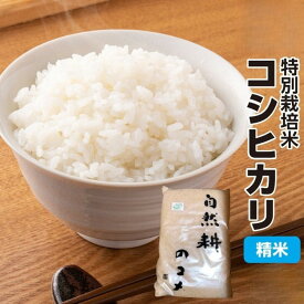 【ふるさと納税】令和7年度産 特別栽培米 コシヒカリ白米｜精米 お米 ブランド米 ライス 炭水化物 ご飯 主食 食卓 おにぎり お弁当 ミネラル米 こしひかり ごはん こめ コメ 産地直送 国産 茨城県産 常総市 お中元 お歳暮 内祝い 快気祝い