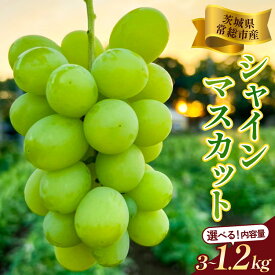 【ふるさと納税】＼選べる内容量／茨城県常総市産 シャインマスカット | 2026年 先行予約 1.2kg 2.4kg 3kg ふるさと納税 シャインマスカット 果物 フルーツ ぶどう ブドウ 葡萄 ギフト 贈り物 お中元 お歳暮 内祝い 2026 予約 旬 ※2026年8月中旬〜9月中旬頃に順次発送予定